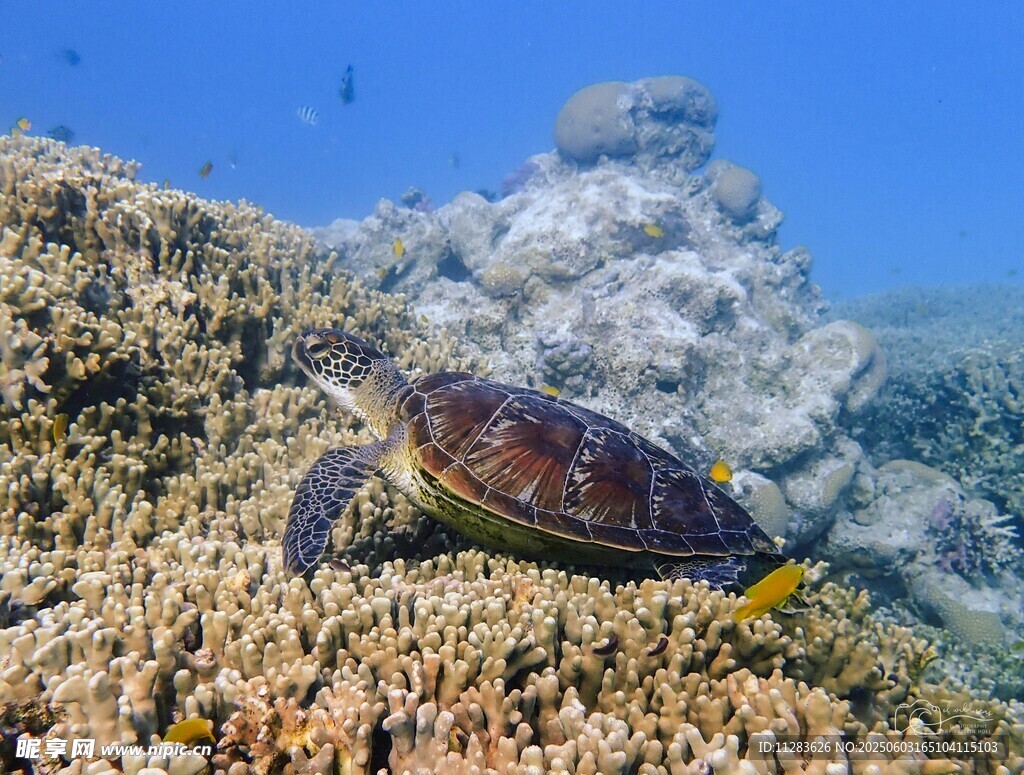 海底的海龟与珊瑚礁