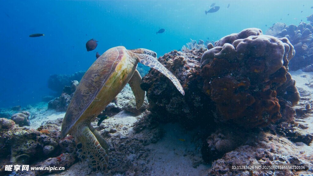 海龟在礁石旁悠然游动