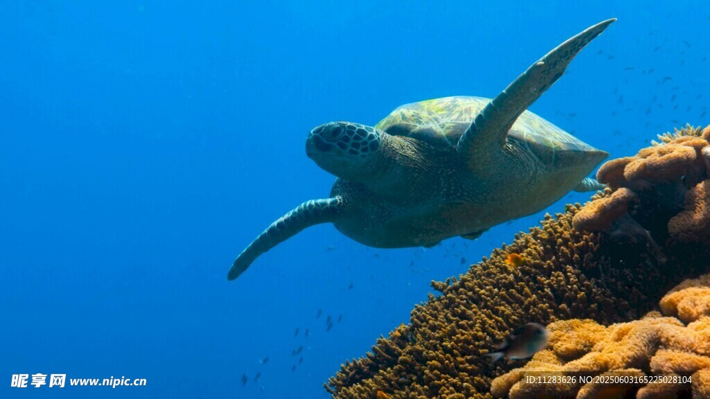 海龟畅游于绚烂海底世界