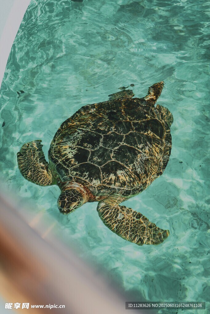 水中的海龟