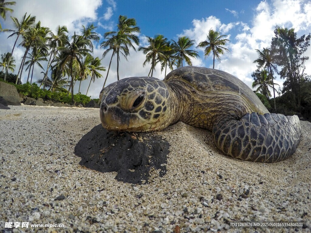 沙滩上的海龟