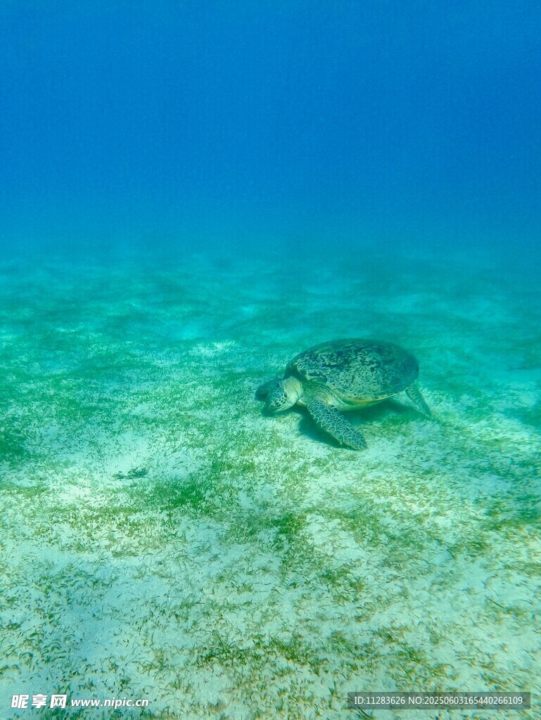 海底的海龟