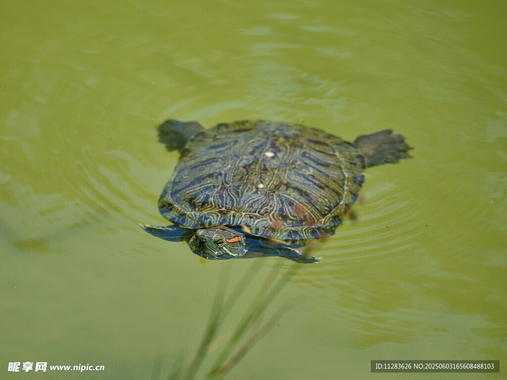 水中的乌龟