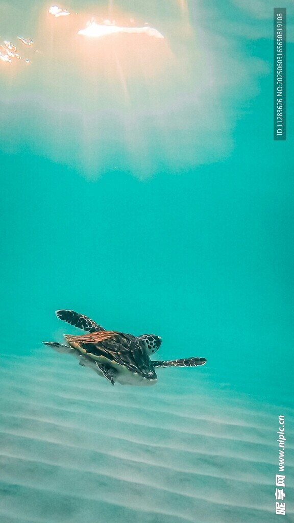水中悠游的彩色小乌龟