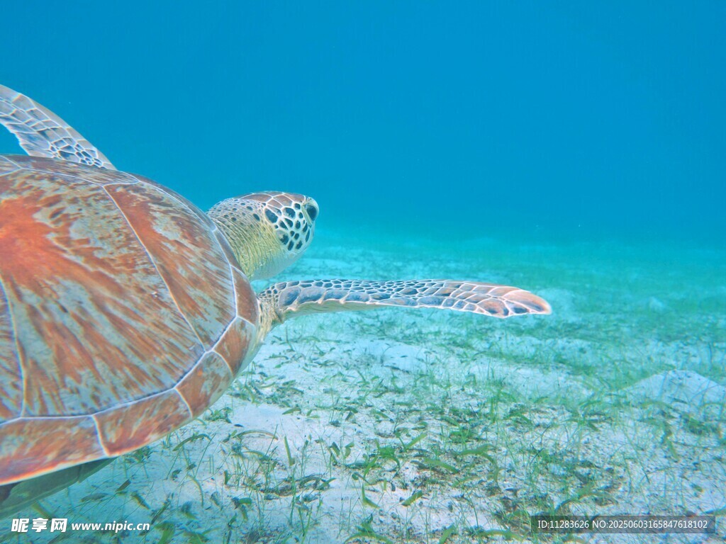 海底遨游的斑斓海龟