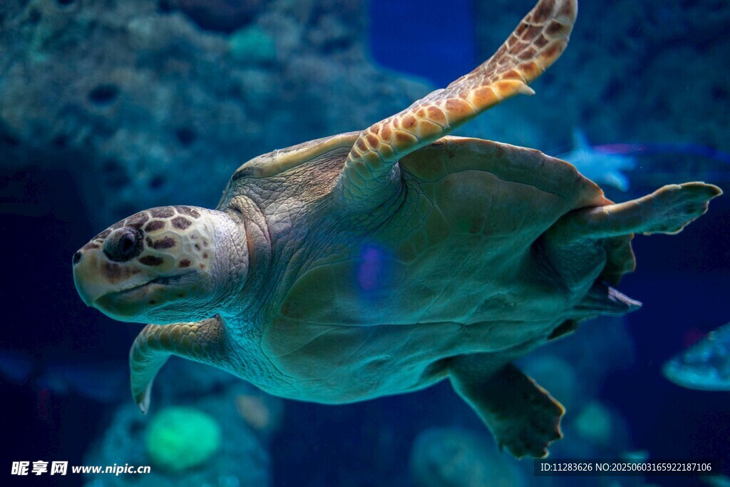 水族馆中优雅游动的海龟