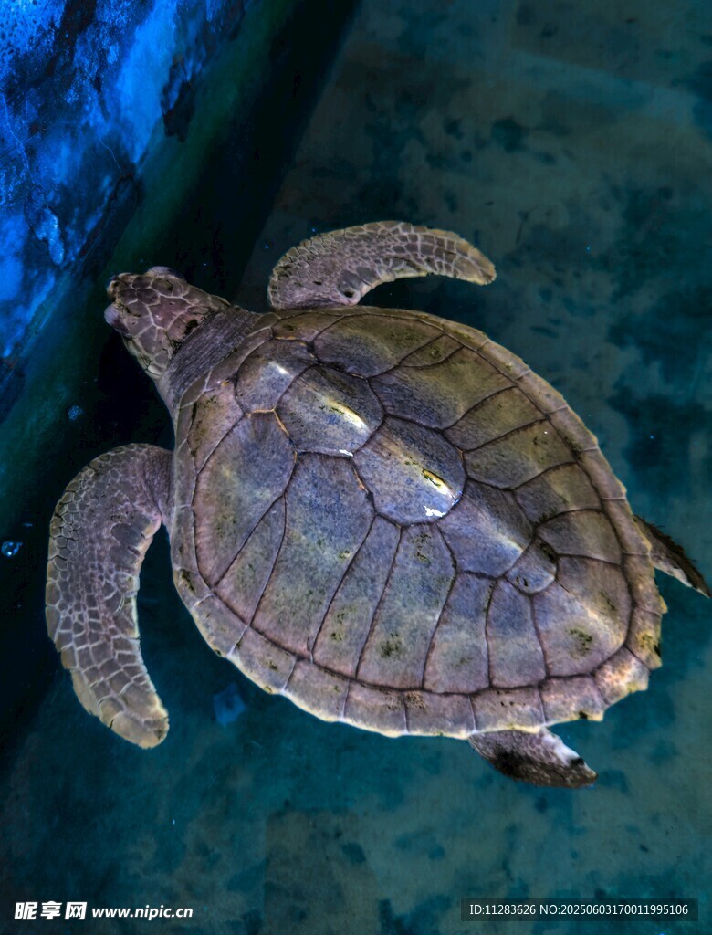 水箱中的海龟