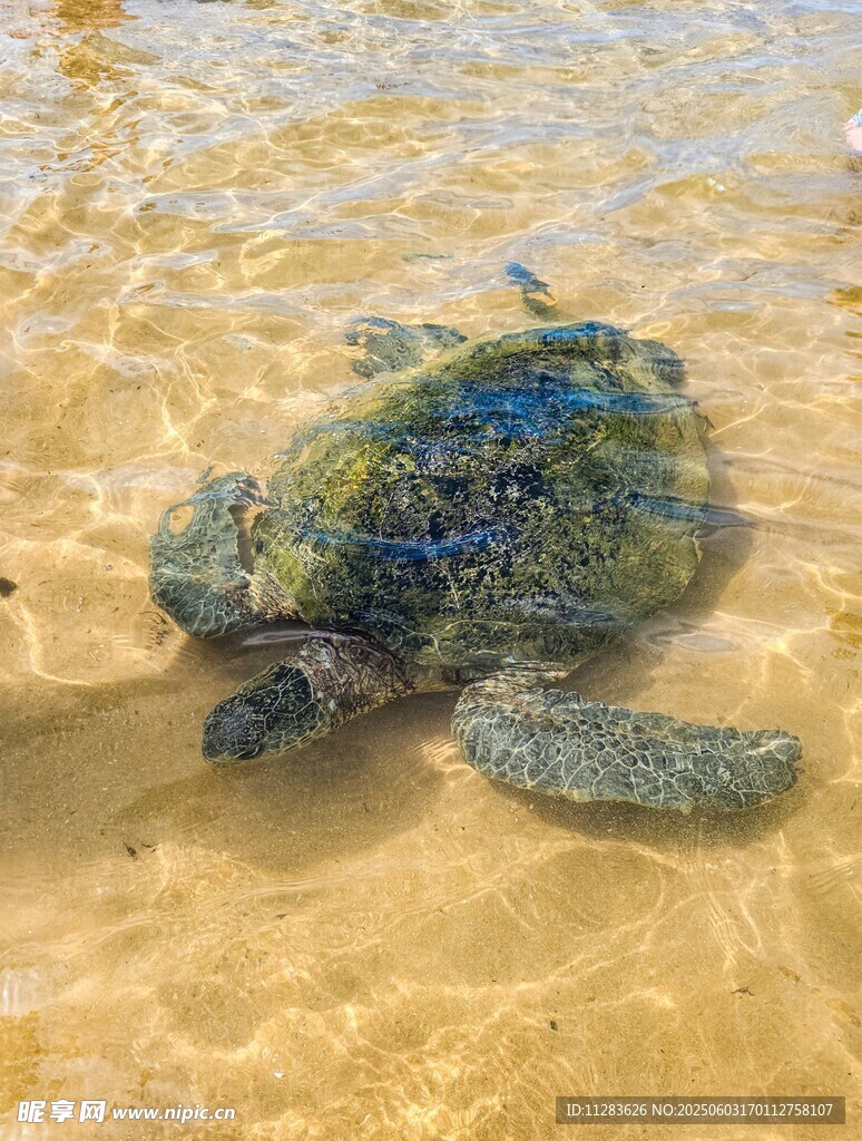 浅海中游动的绿海龟