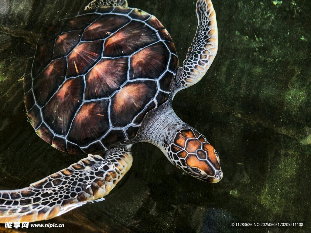 水中遨游的斑斓海龟