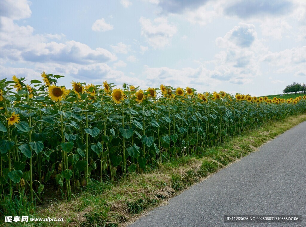 路边向日葵田风景如画