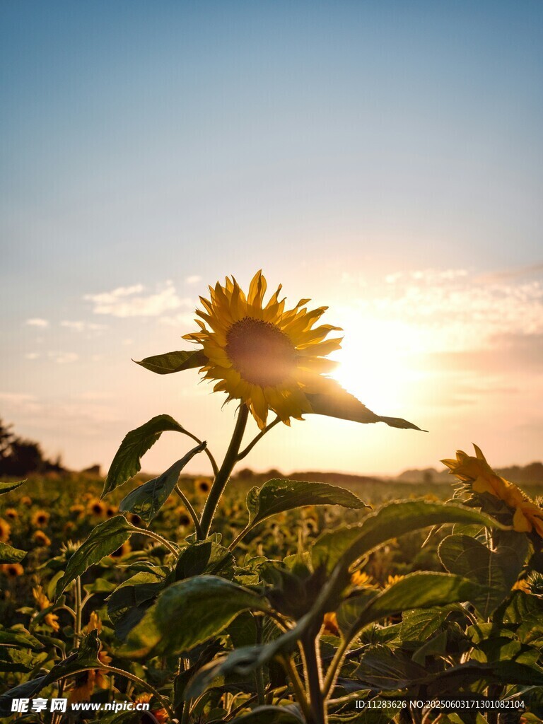 夕阳下的向日葵花田