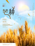 芒种时节麦田风光