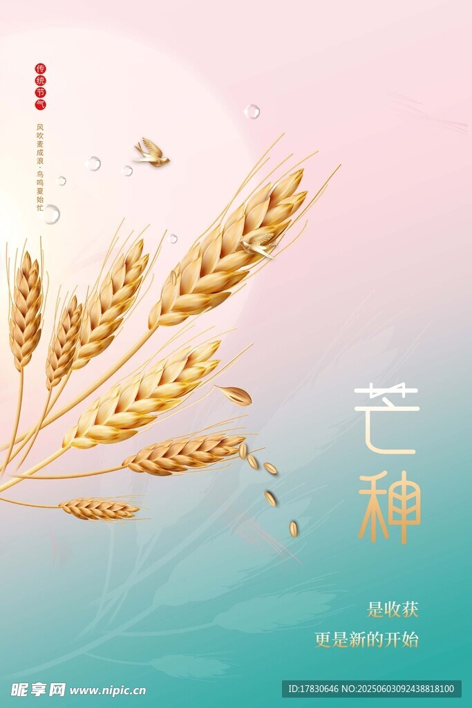 芒种海报