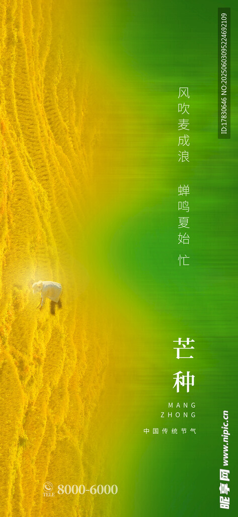 芒种海报