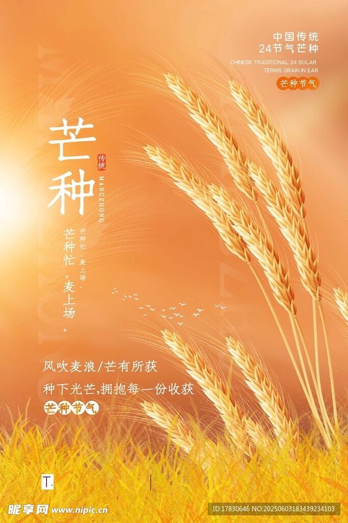 芒种海报