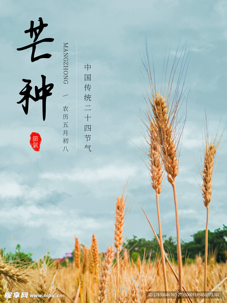芒种海报