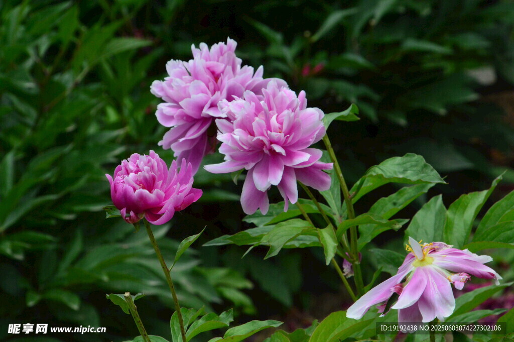 月季花  