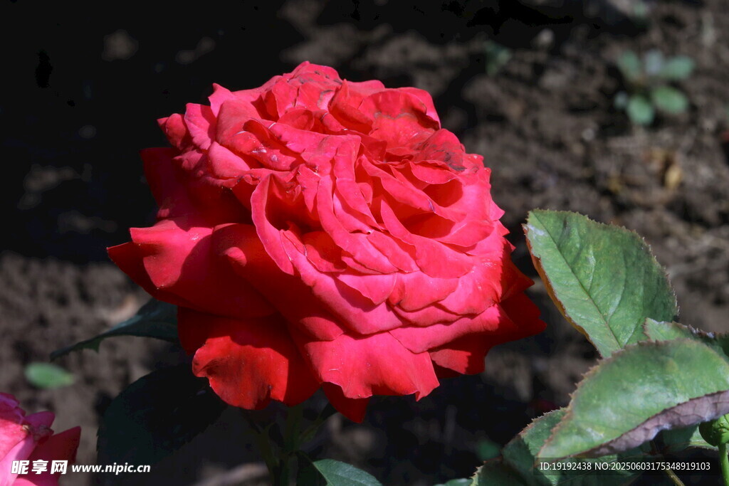 月季花 