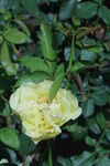 月季花  