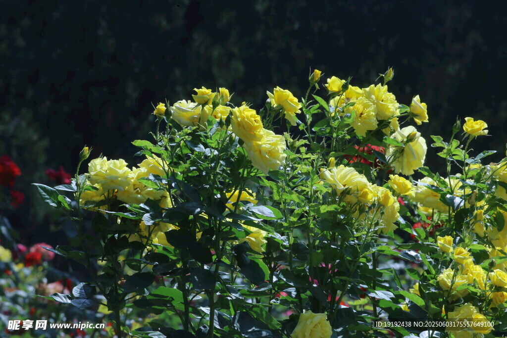 月季花  