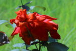 月季花 