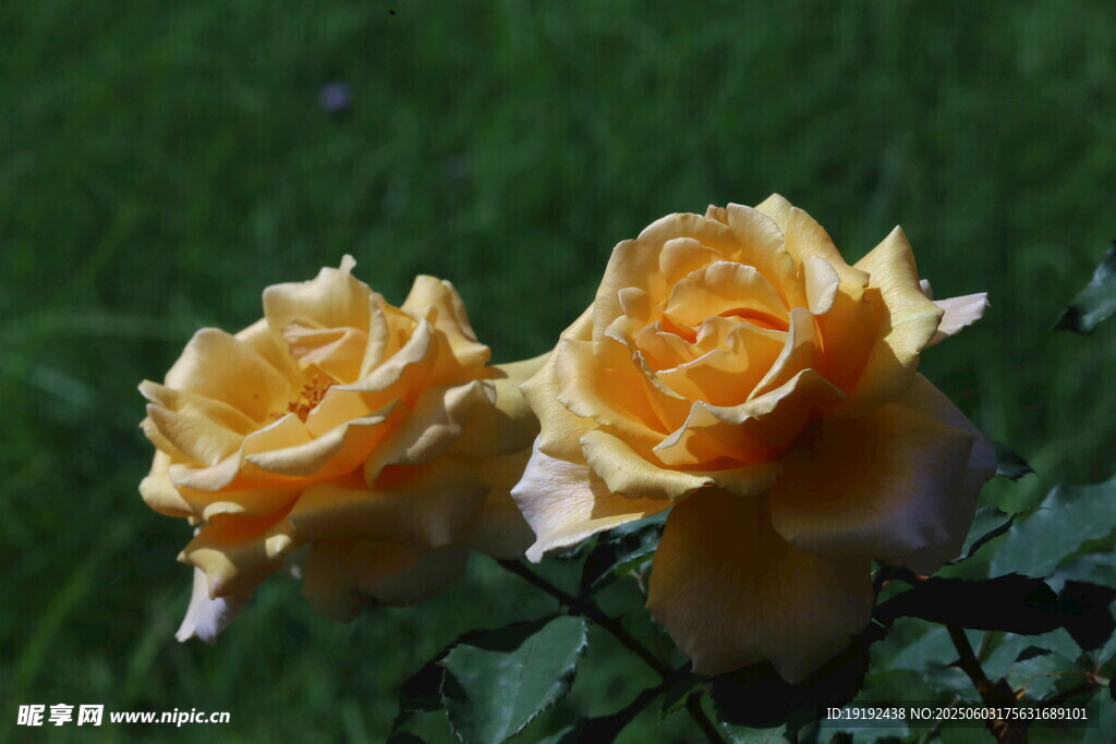 月季花  