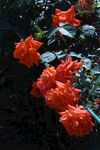 月季花  
