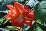 月季花  