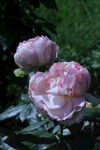 月季花  