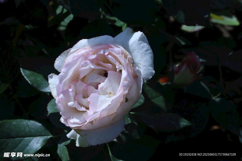 月季花  