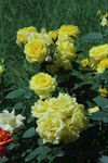 月季花 