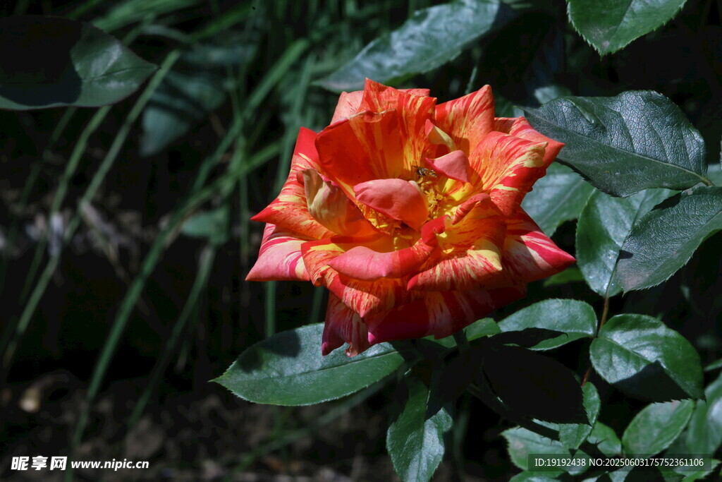 月季花  