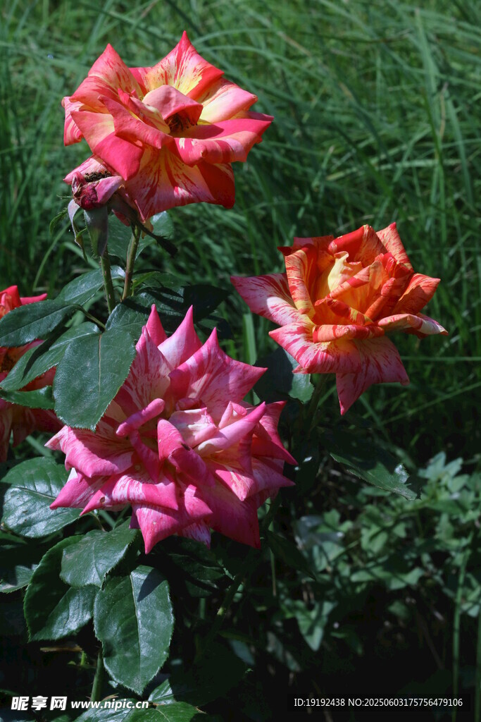 月季花  