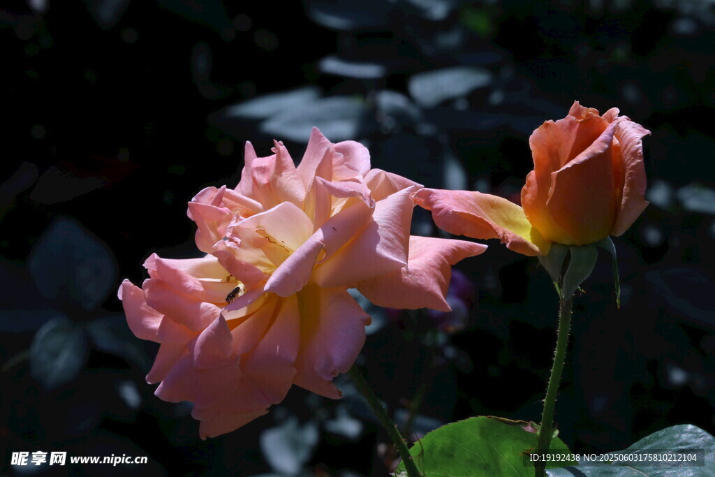 月季花 