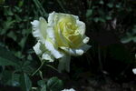 月季花  
