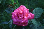 月季花 