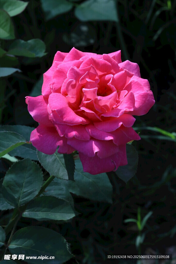 月季花 