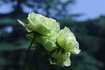 月季花 