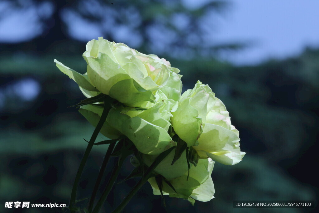 月季花 