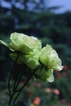 月季花  