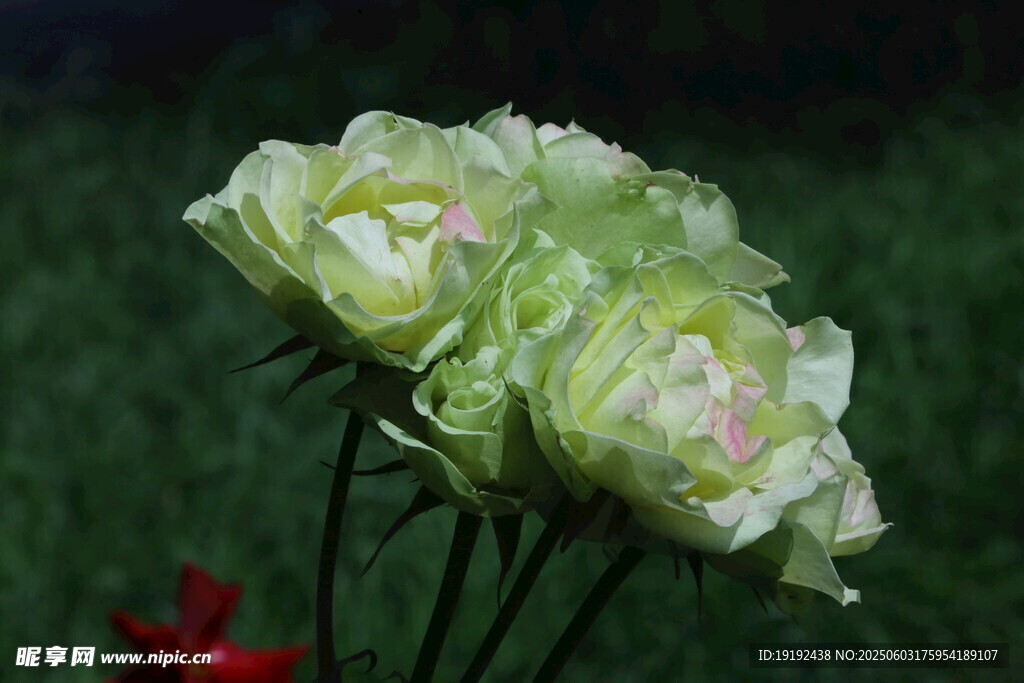 月季花  