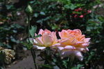 月季花 