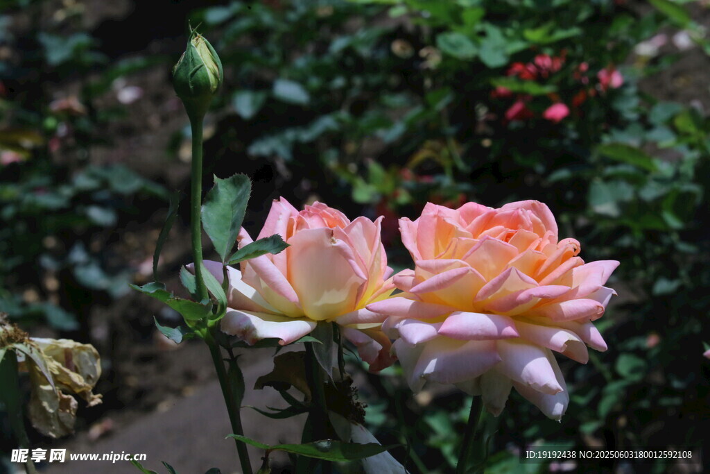 月季花 
