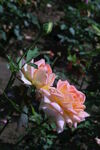 月季花  