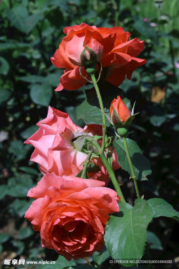 月季花 