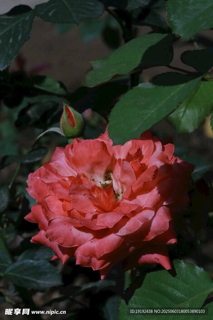 月季花