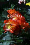 月季花