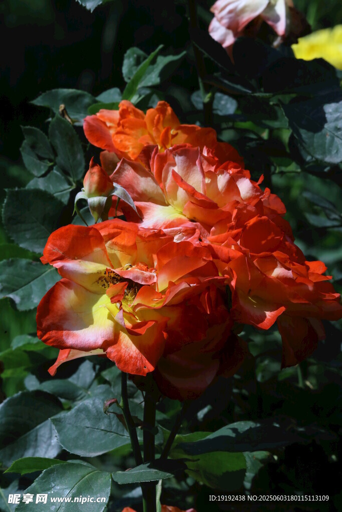 月季花