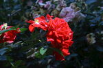 月季花  