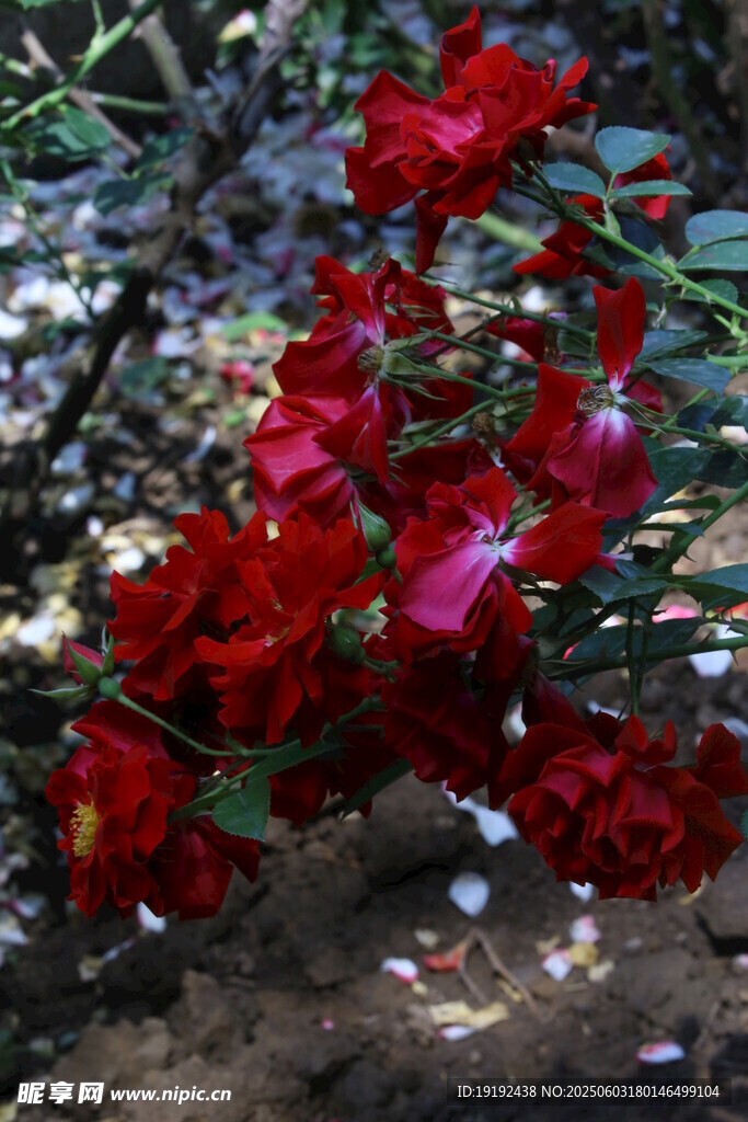 月季花  
